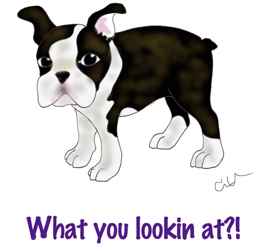 boston terrier